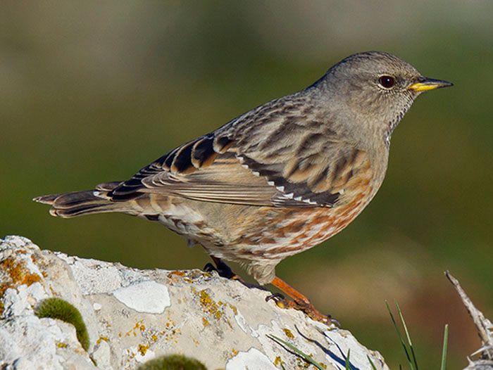 Accentor in meadow