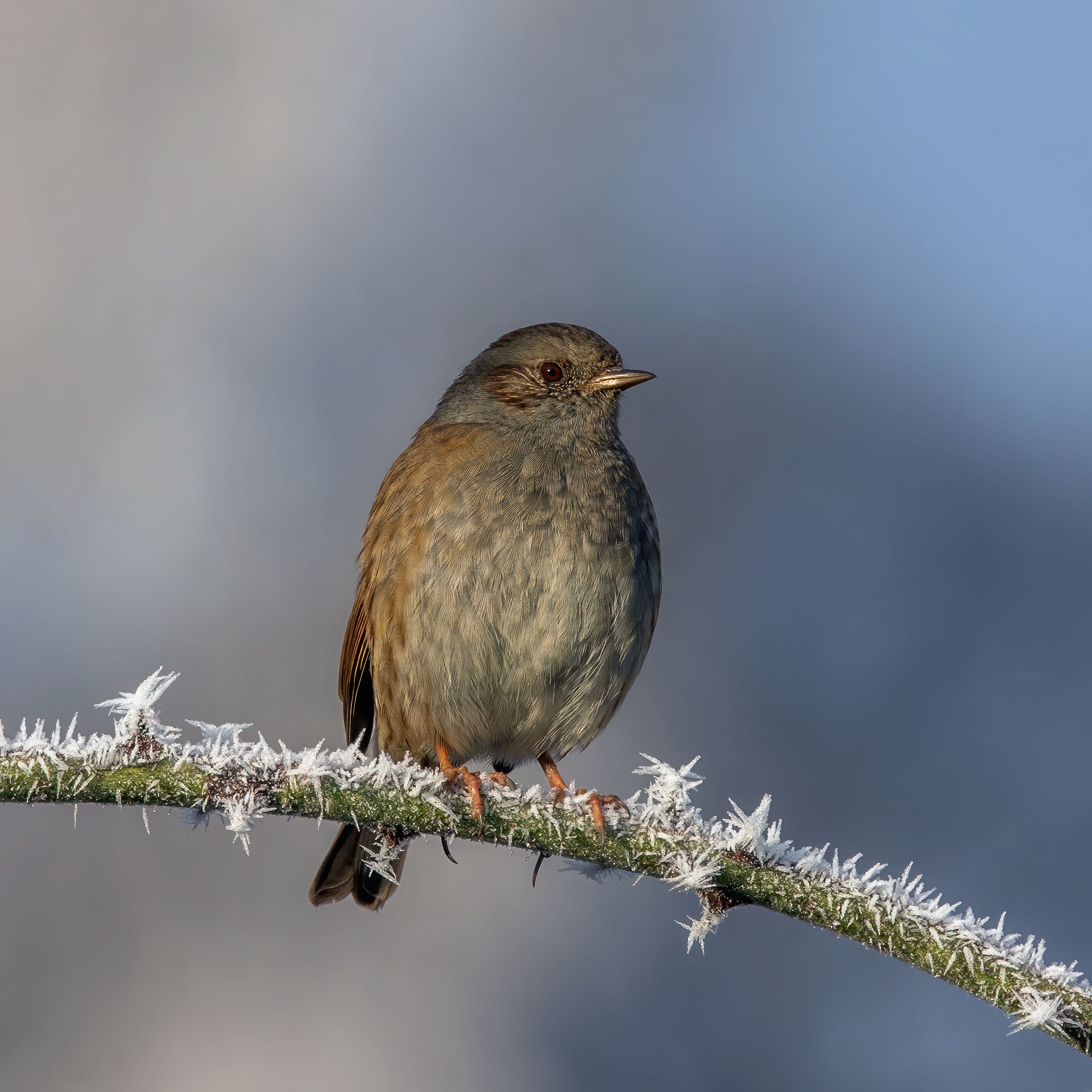 Accentor in shrubland