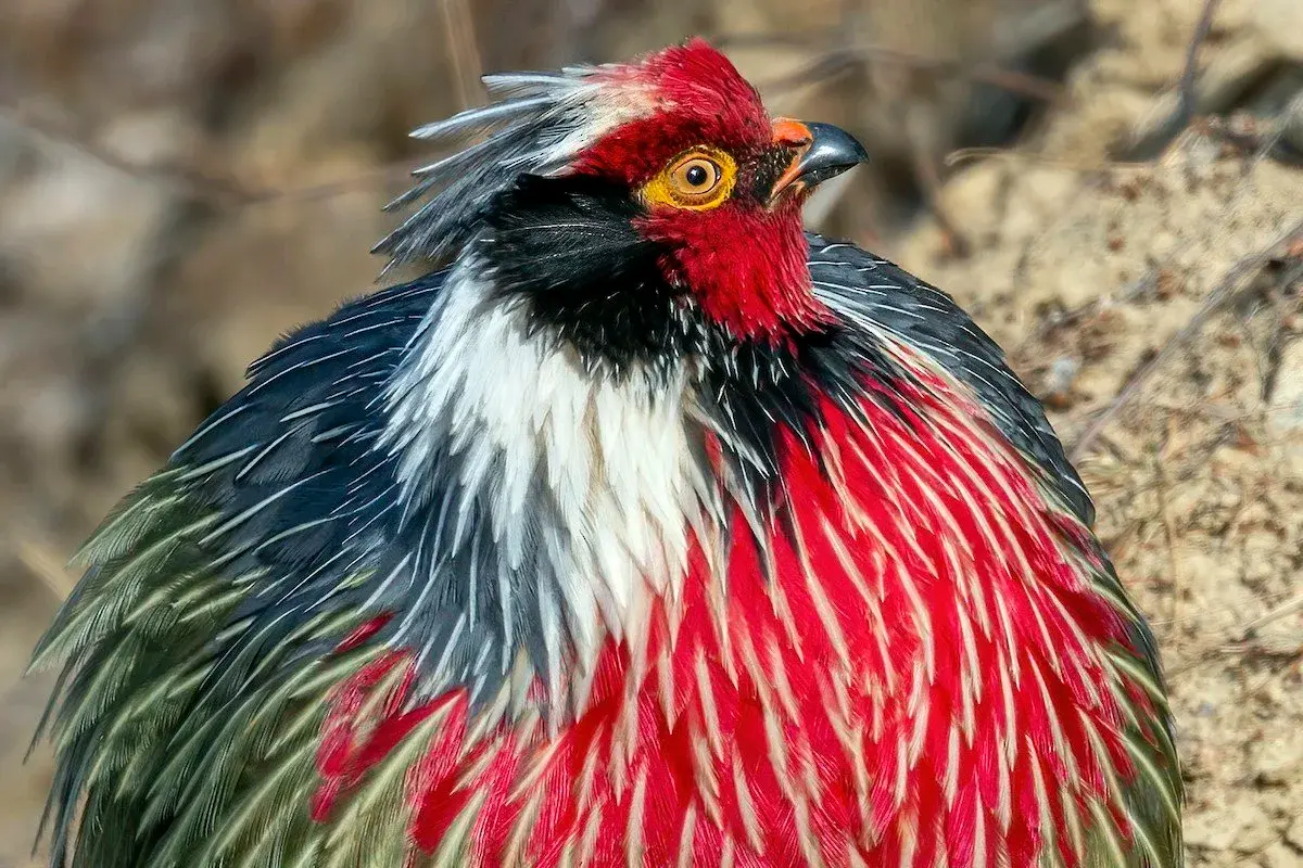 Blood Pheasant in forest