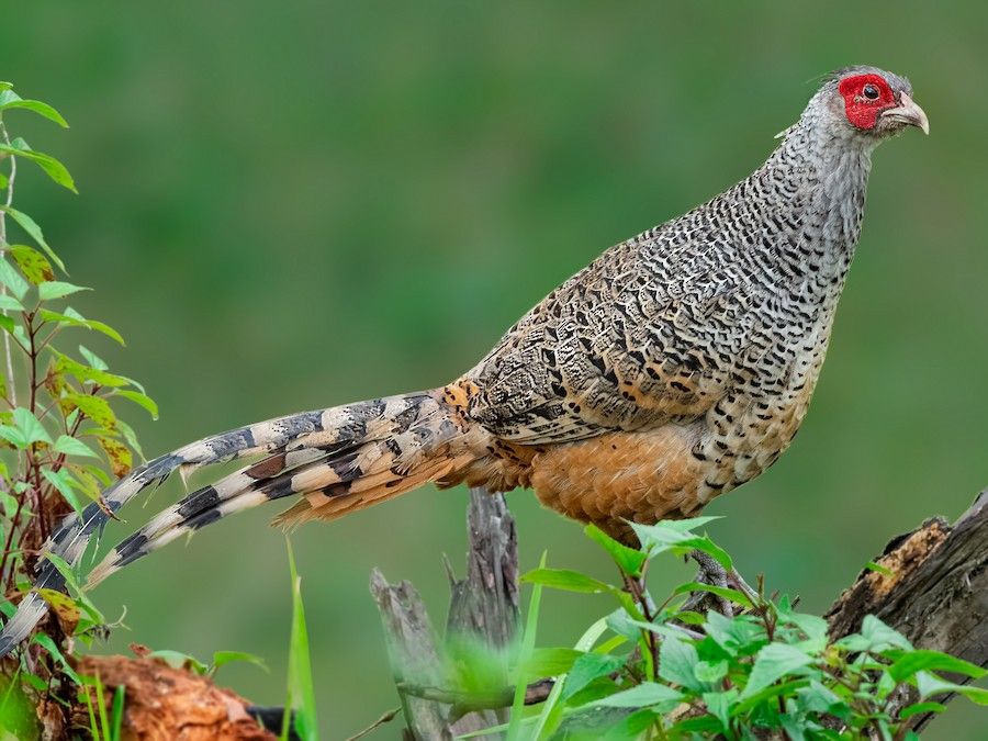 Cheer Pheasant on slopes