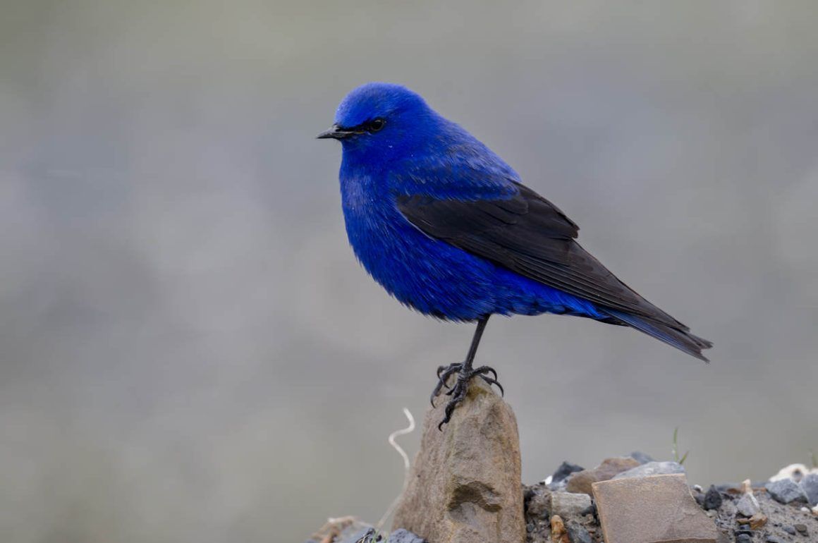 Grandala on ridgeline