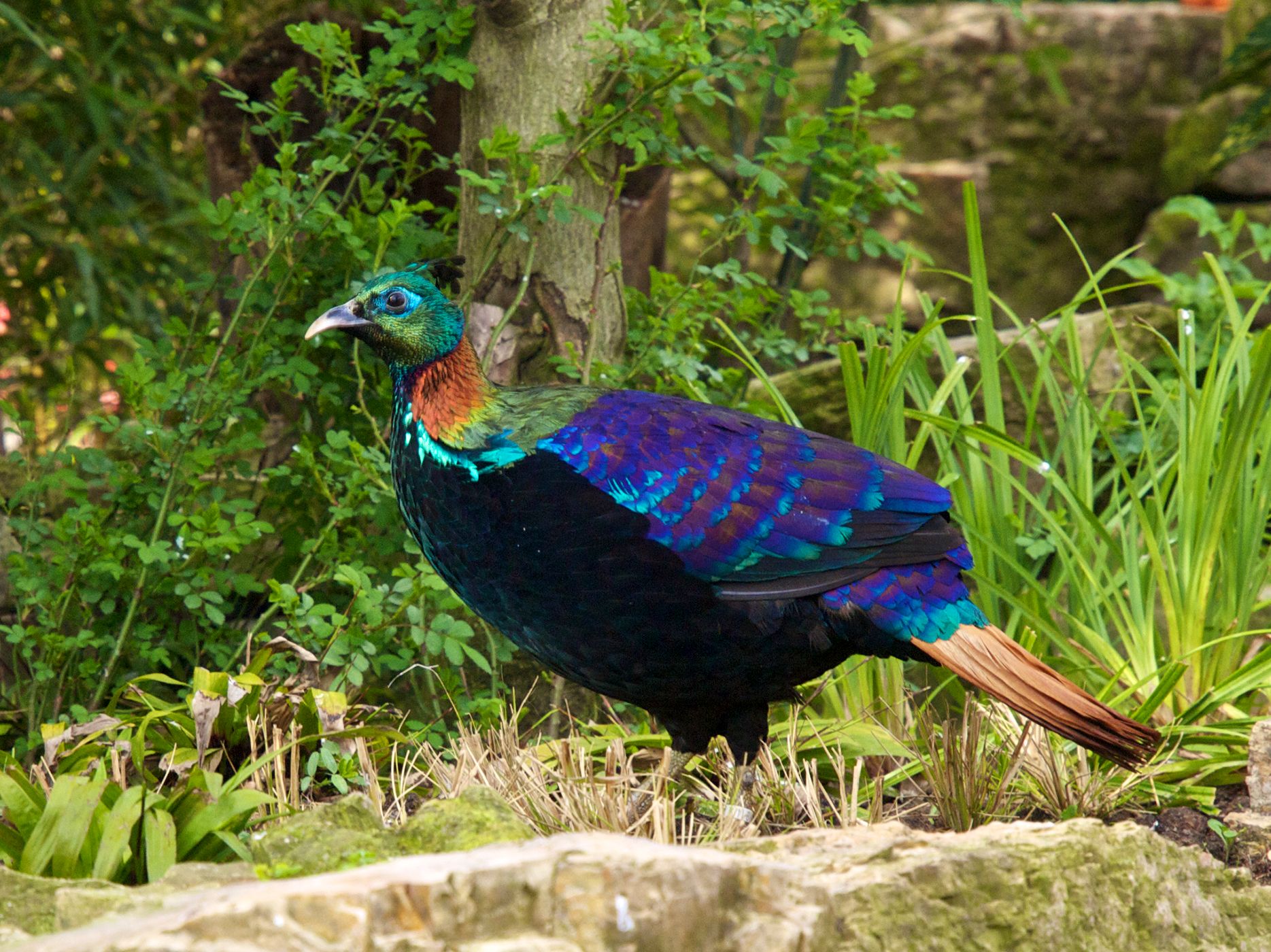 Himalayan Monal in forest