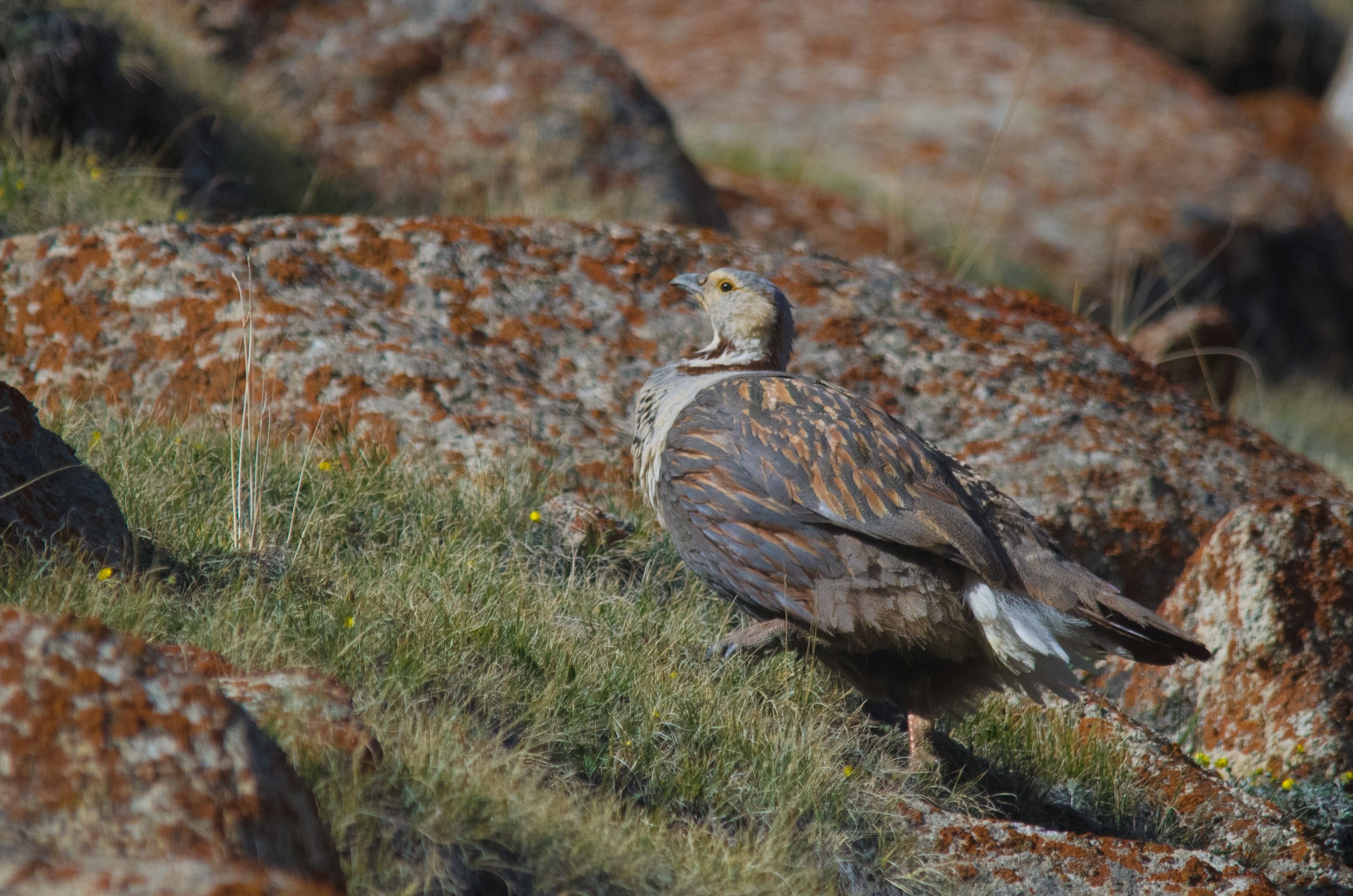 Himalayan Snowcock foraging