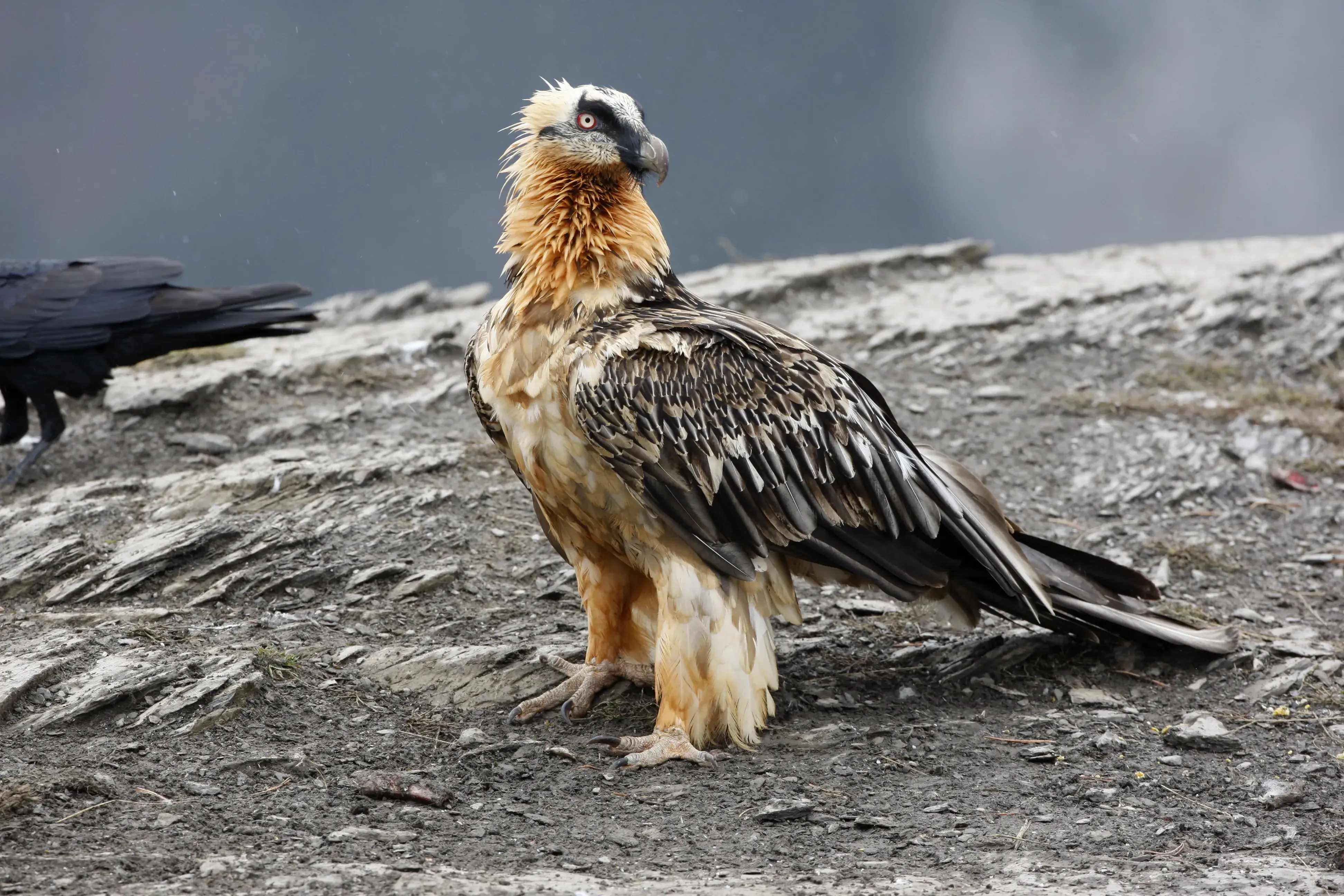 Bearded Vulture soaring