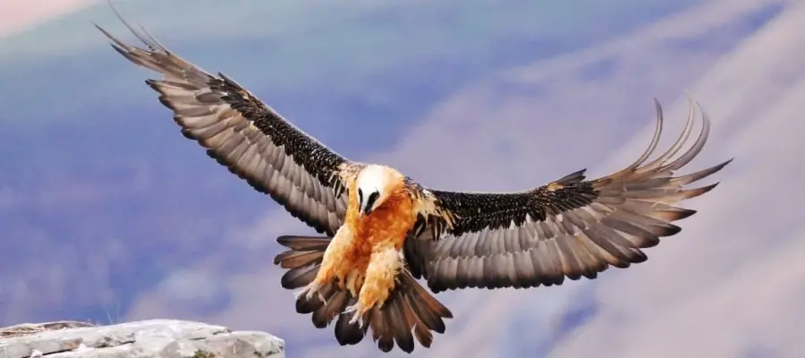 Bearded Vulture on cliff