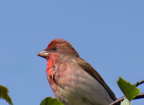 Rosefinches in flocks
