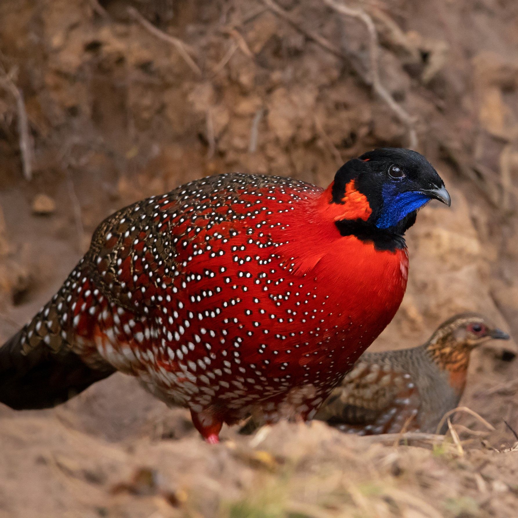 Satyr Tragopan in display