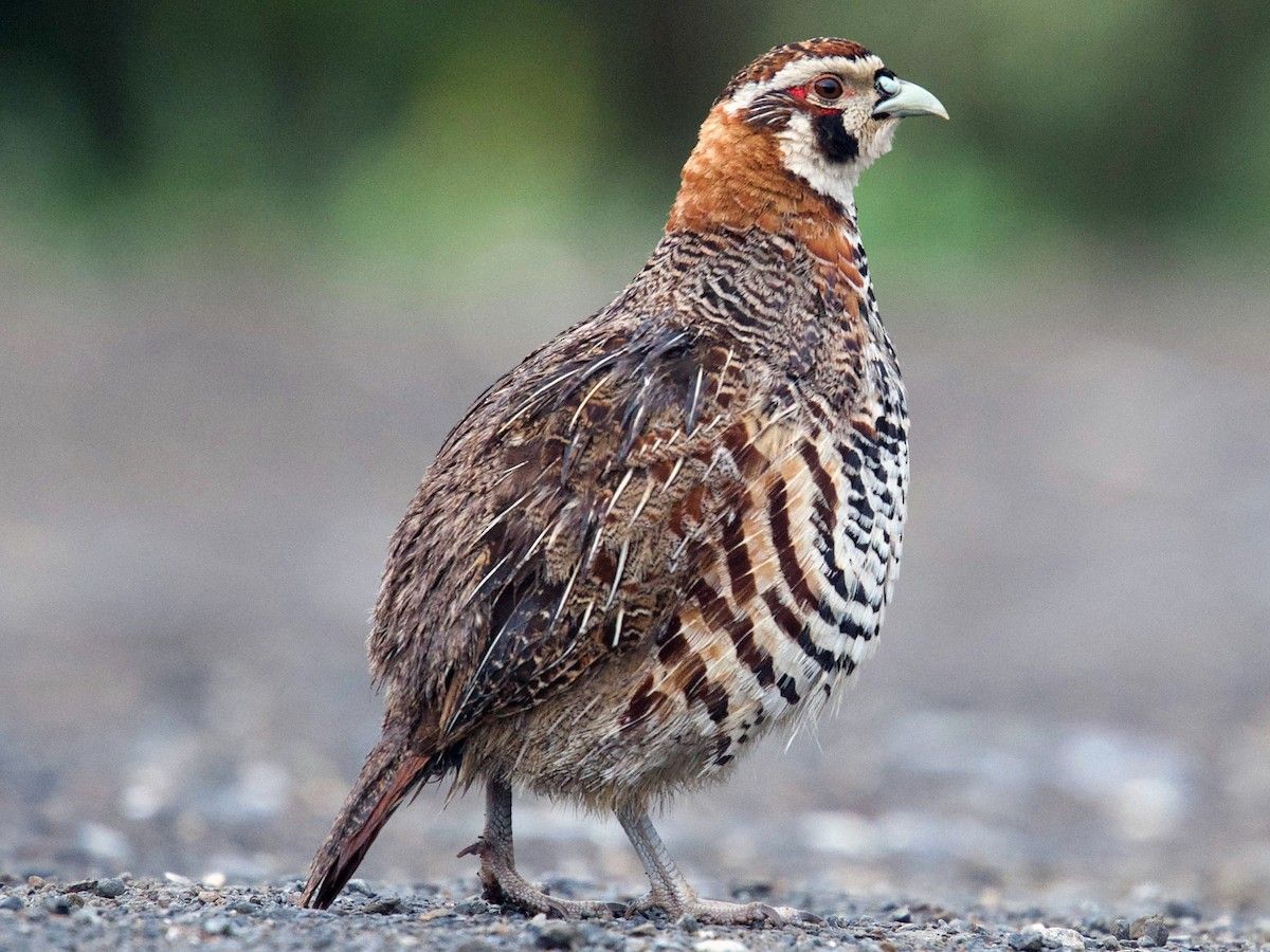 Tibetan Partridge in meadows