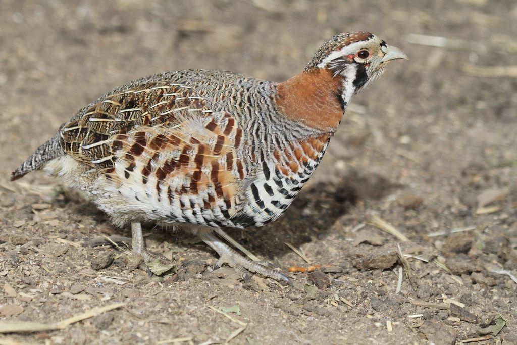 Tibetan Partridge in shrubland