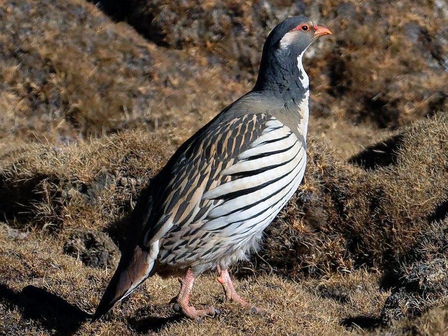 Tibetan Snowcock on rocks