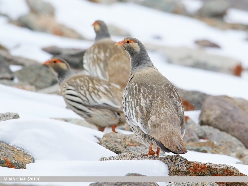 Tibetan Snowcock in alpine