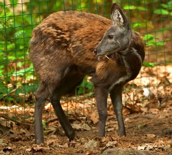 Musk deer in forest