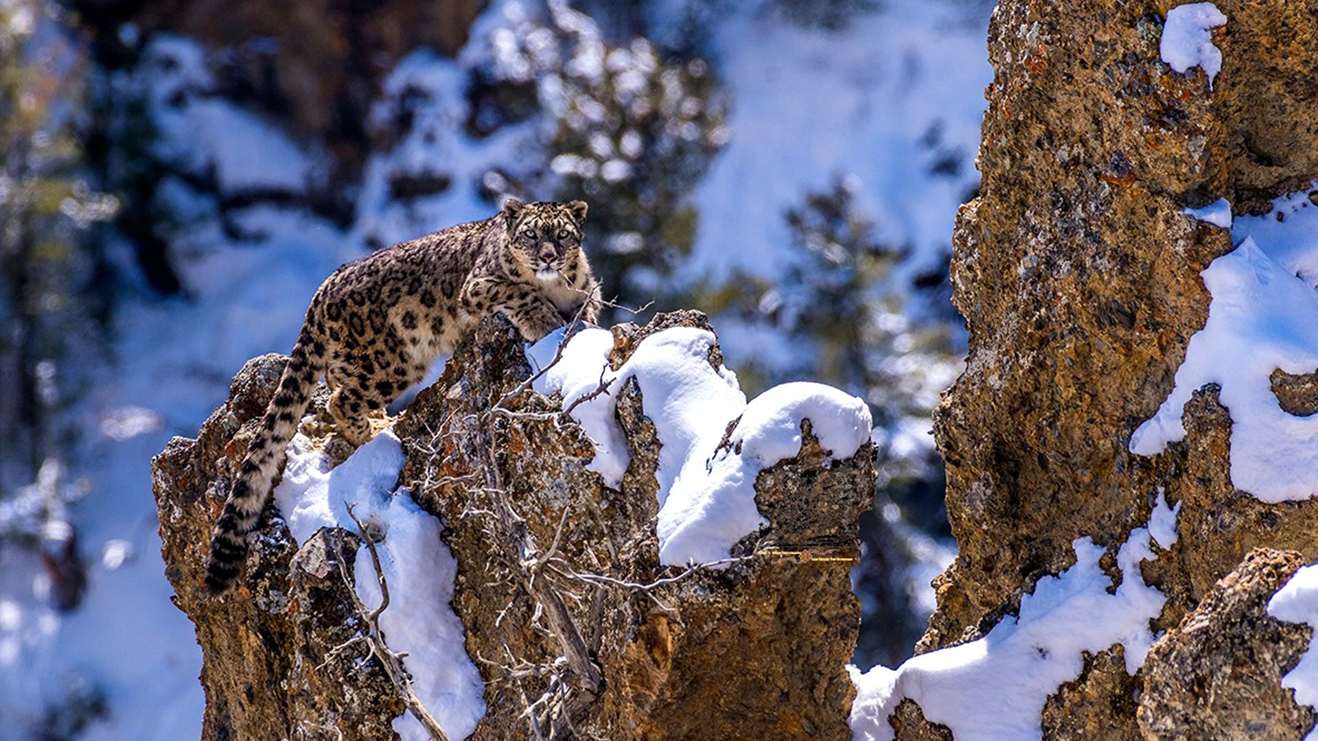 Snow leopard on rocky terrain
