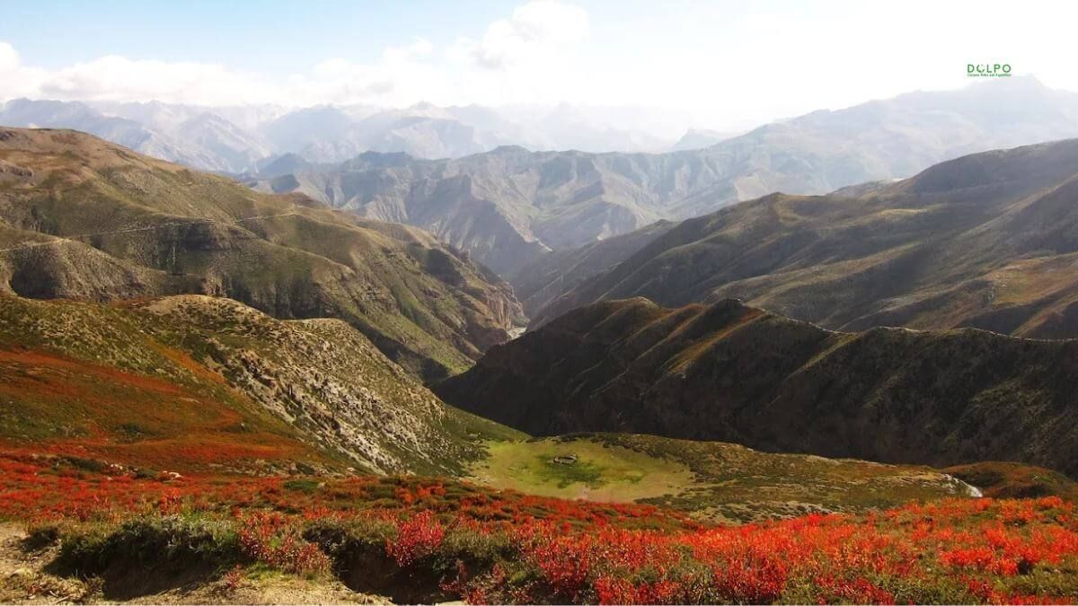 Alpine meadows with wildflowers in Shey Phoksundo