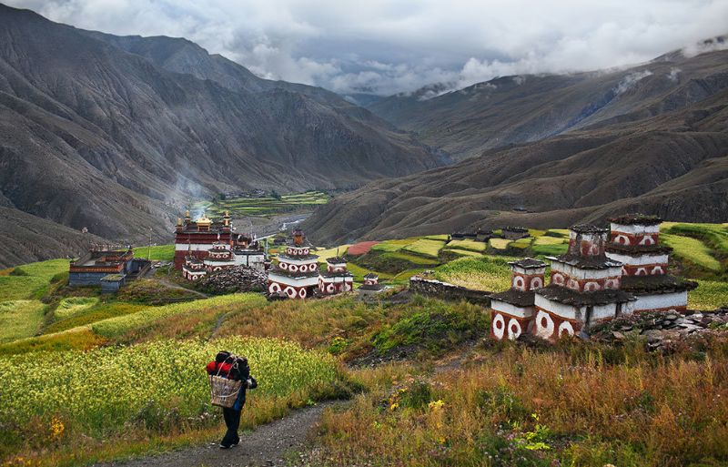 Wildflowers in high-altitude meadow