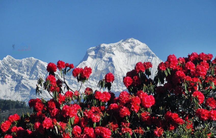 Rhododendrons
