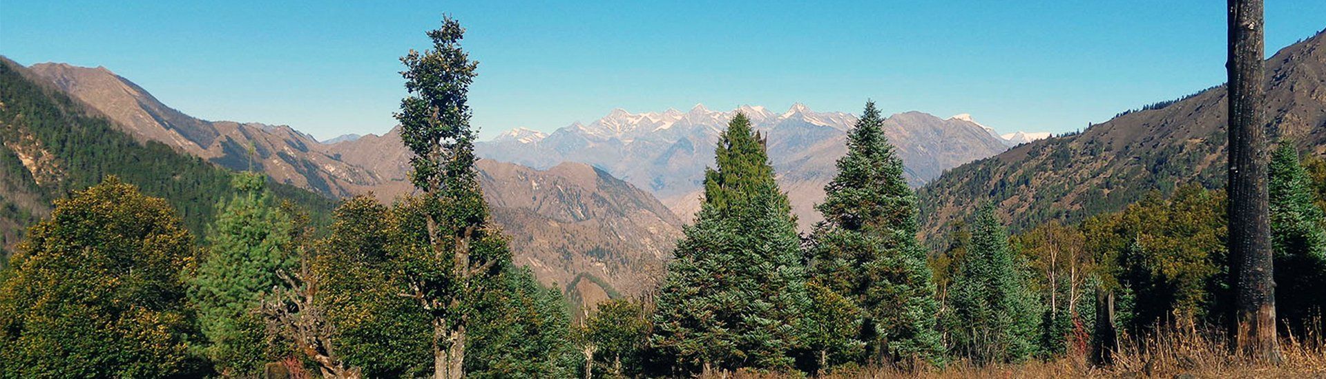 Spruce forests in Shey Phoksundo