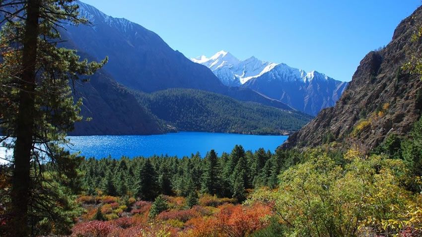 Spruce forest ecosystem