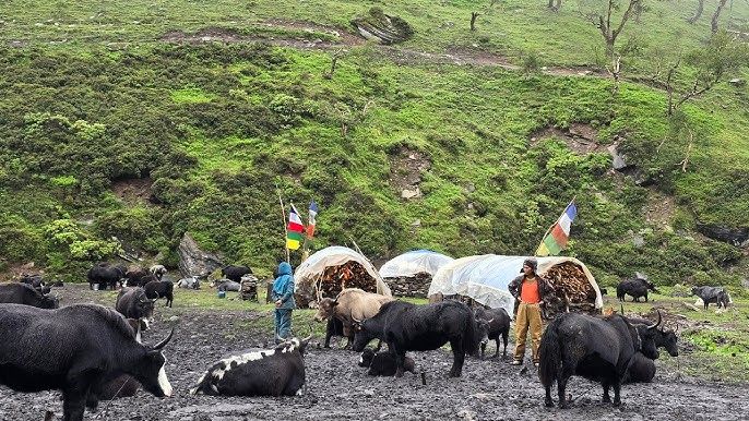 Nomadic Herders